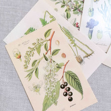 Load image into Gallery viewer, Botanical Postcards
